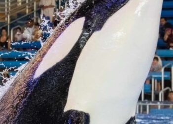 Jongste orka overleden in Amerikaans attractiepark SeaWorld