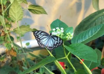 Nederland verliest een officiële dierentuin: ‘Nieuwe regels niet haalbaar’