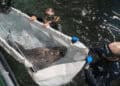 Ernstig bedreigde roggensoort kort na verhuizing overleden in Burgers’ Zoo
