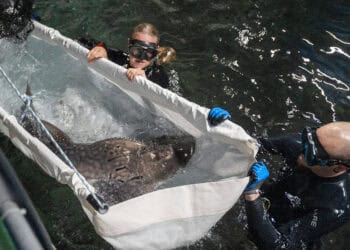 Ernstig bedreigde roggensoort kort na verhuizing overleden in Burgers’ Zoo
