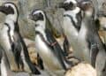 Duitse dierentuin stuurt hele pinguïngroep naar Israël: ‘Hopelijk gebeurt ze daar niks’