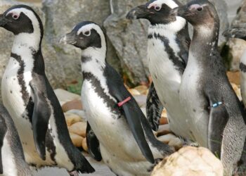Duitse dierentuin stuurt hele pinguïngroep naar Israël: ‘Hopelijk gebeurt ze daar niks’