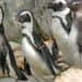 Duitse dierentuin stuurt hele pinguïngroep naar Israël: ‘Hopelijk gebeurt ze daar niks’