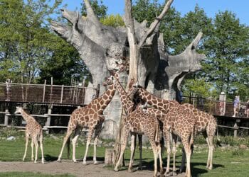 Diergaarde Blijdorp in financieel zwaar weer: ‘Van faillissement geen sprake’