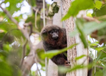 Apen losgelaten in tropische hal Burgers’ Zoo, vrij tussen de bezoekers