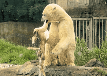 Bijzondere beelden: ijsbeer eet Indische antilope op in Diergaarde Blijdorp