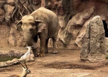 Aziatische olifant redt antilope van verdrinkingsdood in dierentuin