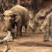 Aziatische olifant redt antilope van verdrinkingsdood in dierentuin