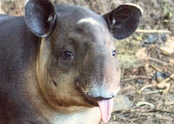 Duitse dierentuin fokt met laatste tapirs van zeldzame soort in Europa