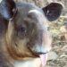 Duitse dierentuin fokt met laatste tapirs van zeldzame soort in Europa
