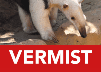 Boommiereneter ontsnapt uit nieuw verblijf in Gelders dierenpark