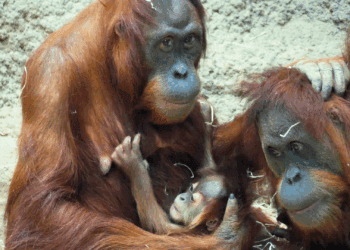 Vier orang-oetans ontsnapt in Duitse dierentuin: ‘Technisch mankement’