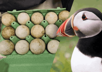 Meerdere Duitsers betrapt met illegale broedeieren op Schiphol