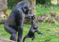 Vandaag geen gorilla’s te zien in Apenheul: dit is waarom