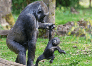 Vandaag geen gorilla’s te zien in Apenheul: dit is waarom