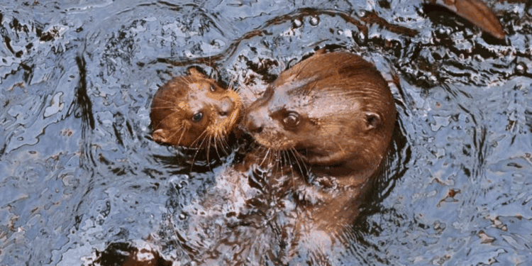 Beeld: Allwetterzoo/Stratmann