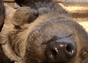 Jonge luiaard dood aangetroffen in krokodillenverblijf van Duitse dierentuin