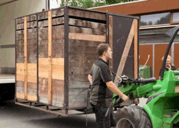 GaiaZoo Kerkrade ontvangt een van de zeldzaamste zoogdiersoorten ter wereld