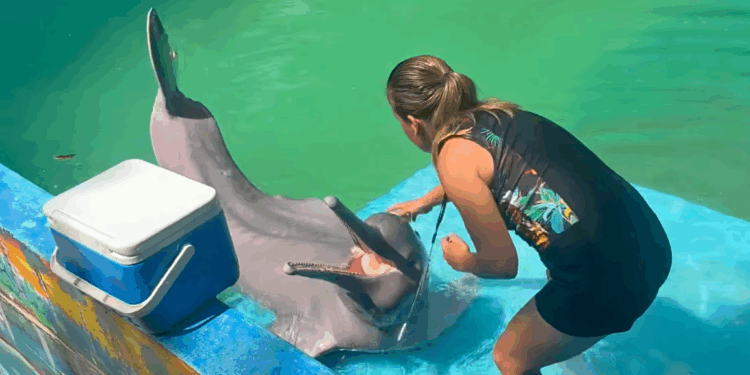 Beeld: Facebook (Huayrurin el delfín rosado)