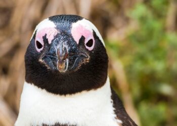 Veel pinguïns dood in Safaripark Beekse Bergen: ‘Geen duidelijke oorzaak’