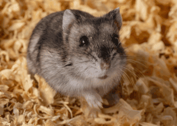 Stichting Aap wil een verbod op heel veel dieren in Europa