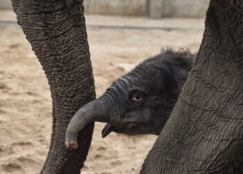 Olifant dekt nicht en halfzus in Belgische dierentuin: ‘Niet voorzien’