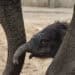 Olifant dekt nicht en halfzus in Belgische dierentuin: ‘Niet voorzien’