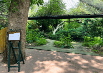 Blijdorp verklaart slechte zichtbaarheid amoerpanter: ‘Even afkoelen’