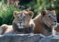 Duitse dierentuin euthanaseert twee zeldzame leeuwenwelpen
