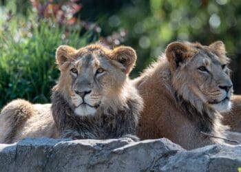 Duitse dierentuin euthanaseert twee zeldzame leeuwenwelpen