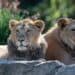 Duitse dierentuin euthanaseert twee zeldzame leeuwenwelpen