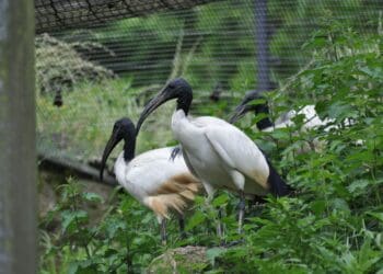 Limburgs dierenpark past gigantische volière aan: andere diersoorten
