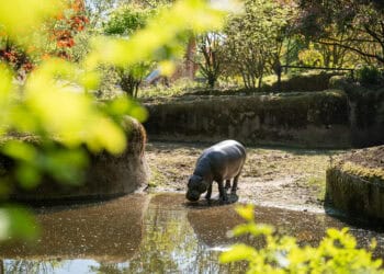 Eenmalige actie: abonnementhouders krijgen door overname gratis toegang tot Burgers’ Zoo of GaiaZoo