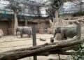 Nieuwe entreeprijzen bij Diergaarde Blijdorp: nu de duurste dierentuin van Nederland