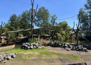 Van faillissement tot succes: het verhaal achter ZooParc Overloon in jubileummagazine