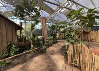 Van faillissement tot succes: het verhaal achter ZooParc Overloon in jubileummagazine