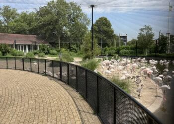Nieuwe vogelsoort losgelaten in flamingoverblijf Diergaarde Blijdorp