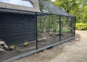 Palawanhuisje in Blijdorp opgeknapt: nieuwe bewoners nu te zien