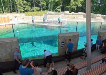 Nieuw zeezoogdierenverblijf geopend in Duitsland, met een flink prijskaartje