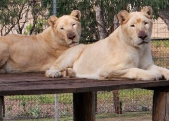 Vrouw verliest arm na aanval van leeuw in Australische dierentuin