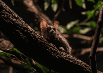 Beelden: groot nachtdierenhuis met 25 diersoorten na jaren weer geopend