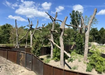 Unieke bergdieren gearriveerd in Eindhoven Zoo: kijkje in het nieuwe gebied