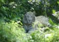 Vervanging gearriveerd voor laatste witte tijger in ZooParc Overloon: andere soort
