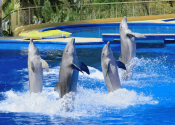 Weer een land dat dolfijnenshows verbiedt: fokverbod voor 350 dolfijnen