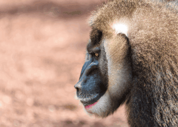 Belgische dierentuin houdt bedreigde apensoort al maandenlang achter de schermen