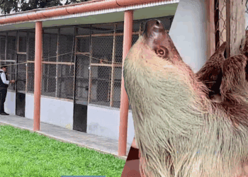 Grote bende van exotische dierenhandelaren opgerold in Amazonegebied