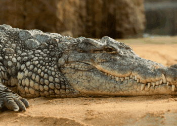 Blijdorp draaide miljoenenverlies in 2024, maar investeerde wel tonnen in website en app