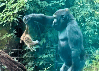 Beelden: gorilla grijpt stokstaartje in Artis en gooit ermee