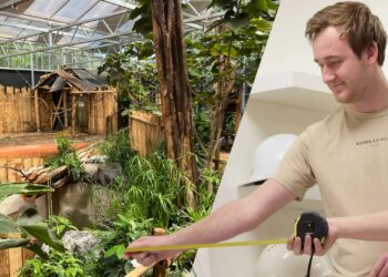 Sam (25) ontwierp nieuwste stukje dierentuin van Nederland: ‘Slapeloze nachten van gehad’