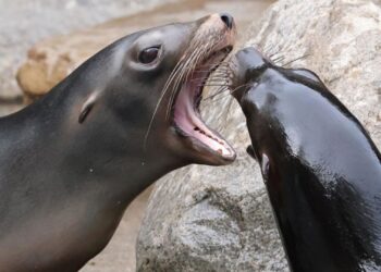 Artis gaat stoppen met zeeleeuwen, Partij voor de Dieren komt alsnog met kritiek